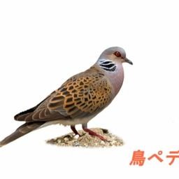 麗光 如月の一句 絵手紙の 余白に春の 愁ひかな 眠り猫が描かれ 朝帰りしました と添え書きされた葉書が届きました 友人の飼い猫が 恋の季節 の脱走から戻ったようです 無事でよかった