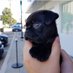 Animals Are Everything (@puppieslogic) Twitter profile photo Animals Are Everything (@puppieslogic) Twitter profile photo