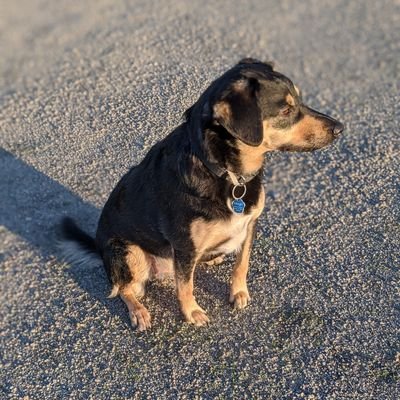 dipposultan's profile picture. Former CEO of Tourmaline Bio (NASDAQ: TRML)