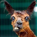 Adam Rutledge - @TheHighestLlama - Twitter