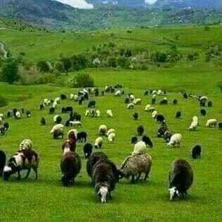 Talha04877874's profile picture. talha jani