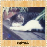 ごま (@chamcke) Twitter profile photo