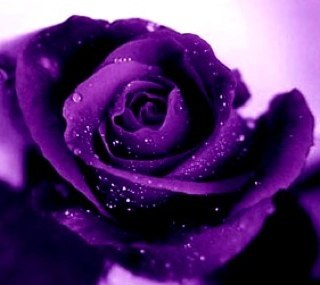 blackberry522's profile picture. 