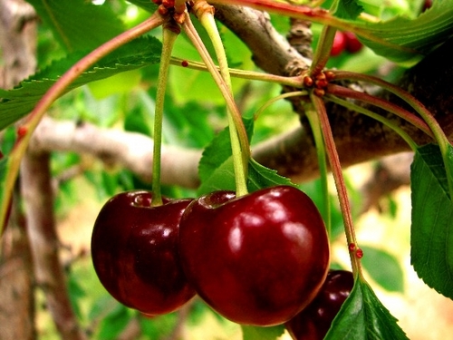 GemCountyIdaho's profile picture. Thirty miles NW of Boise on Hwy. 16, “Gem of the Payette” is 35 miles long and averages 6 miles wide. Emmett, at 2,373 ft. above sea level, is the County seat.