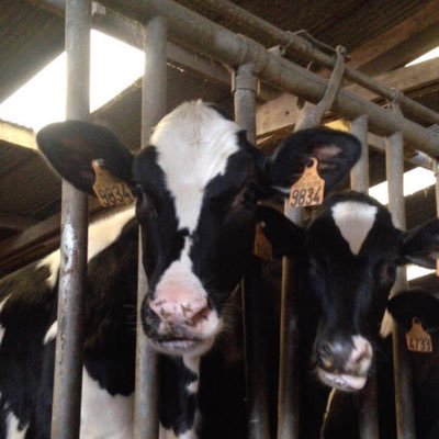 MerchezHugo's profile picture. 🌾🐄🐮