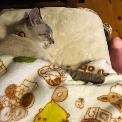 hayamizu623's profile picture. 子供会の縁で兄弟猫の里親になる。小さいサイズ の猫のそそうで困りっぱなし。 でもまあ可愛い。家事ほどほどに登山にハマりかけてる