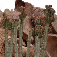 E-Flora of Saudi Arabia (@floraarabia) Twitter profile photo