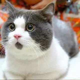 Klidsa_Garuda's profile picture. 