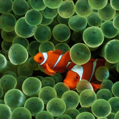 bowaquatics's profile picture. Everything for ponds, aquariums, water features and Gardens. Great Waterside Cafe too.  Only at Bow, EX17 6LA, on A3072, 1/2 way between Crediton & Okehampton.