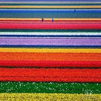 GradinaVesela's profile picture. Din pasiune pentru flori si gradini! Sorin, Bucuresti