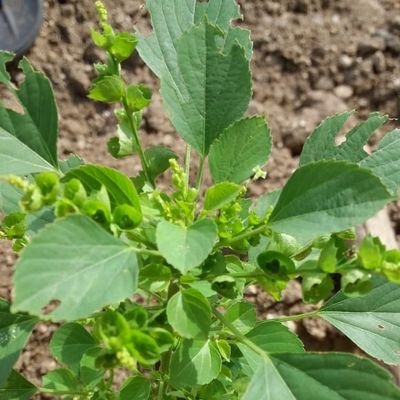 AgroEr's profile picture. Agriculturalist,/fect comrade,Python developer,traveller,Entrepreneur,Philonthropist,Socialist,Server,Calming influence