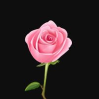 rosegarden🌹🌹🌹 (@maroly2010) 's Twitter Profile