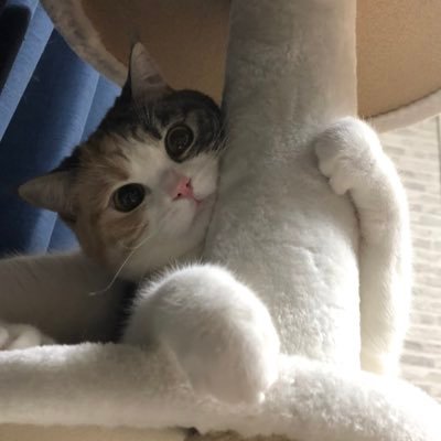 ラテ猫チャンネル Rate Channel Twitter ラテ猫チャンネル Rate Channel Twitter