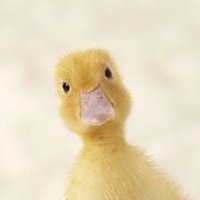 Duck (@duck92737937) 's Twitter Profile Photo Duck (@duck92737937) 's Twitter Profile Photo
