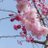 たぐけん🐾🌸のアイコン