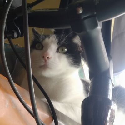 baloo109's profile picture. 