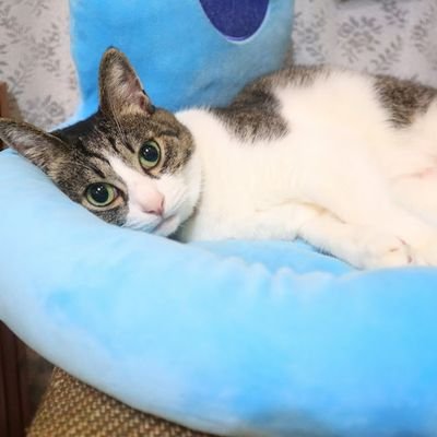 アイシャイン三上さんのプロフィール画像