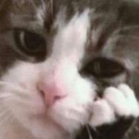 Кот Феля (@sukafelix_) 's Twitter Profile