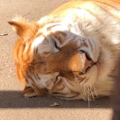 大ヤマネコさんのプロフィール画像