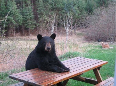 Bob_Maxwell's profile picture. Manager of Placerville Self Storage. We excel in customer service. Mario Cart fan. Tenor recorder whistler. Tyrant kitty servant.