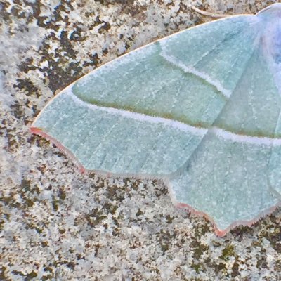 Doctoral research candidate and Associate Lecturer UAL - exploring human/nature relationships. A moth's eye view.