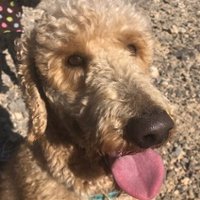 Finn the Dog 🌹🌊(@finnthedog12) 's Twitter Profile Photo