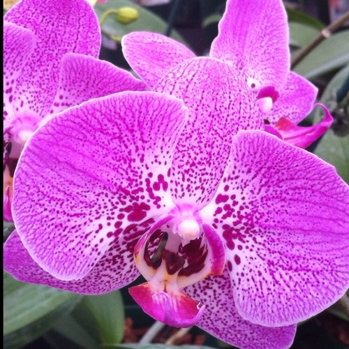 imamahzik's profile picture. i am a messianic rabbi in the chicago area. i am also the mother of 5 amazing kids: 2 biological; 3 adopted and nana of 2. say hello...i don't bite :)