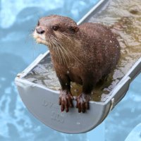 ゆふしろ🍅 (@yufushiro) Twitter profile photo