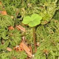 Sherry Harding (@fish77130) 's Twitter Profile