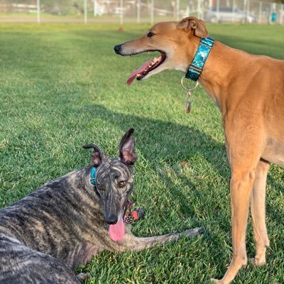 Rescued greyhound girls living our best lives in San Diego. We smart, we kind, and we important - least that what mama say. We miss our 🌈 sister, Penny. #ZSHQ