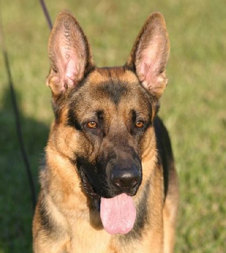 BrwdSchutzhund's profile picture. The Broward Schutzhund Club is an all breed dog training club in Davie, FL.