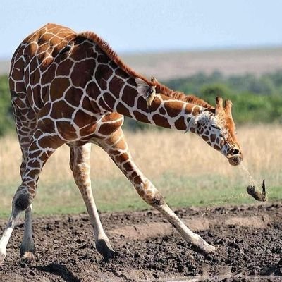 Garthokk's profile picture. Training burly spiders