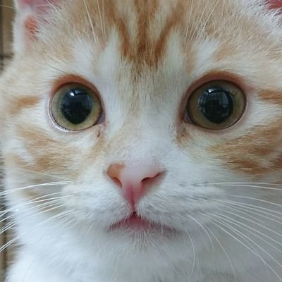 こてつくんさんのプロフィール画像