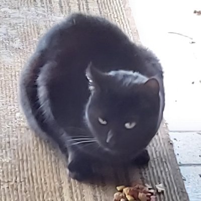 AnnickGaulier's profile picture. 