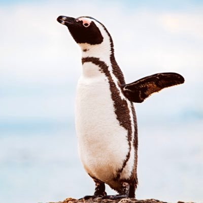 visitsimonstown's profile picture. The twitter home of https://t.co/YvjA3HOPpF, a nonprofit site funded by caring local businesses to promote tourism to this special part of the Cape peninsula.