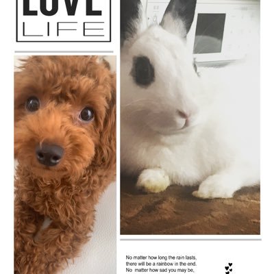 bokiboki1309's profile picture. 