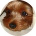 Trumps_An_A$$hole (@holetrumps) Twitter profile photo Trumps_An_A$$hole (@holetrumps) Twitter profile photo