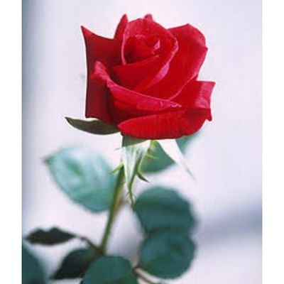 AasemaShaikh's profile picture. 