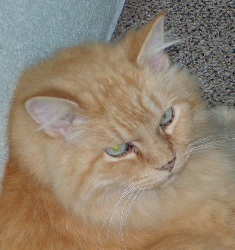 salukikaren's profile picture. Far left thinker, would rather have the 99% make a living wage than have the 1% own most of the world. . ADD, Dyslexic, Artist.