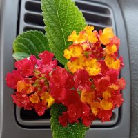 محمود محمود عبد الهادي (@1jzojvjaauvsv4t) 's Twitter Profile