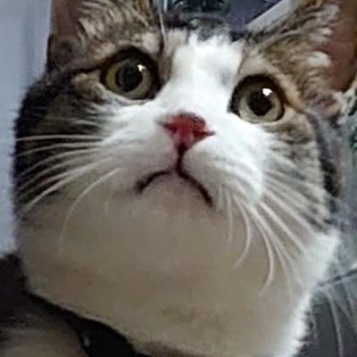ゆん Pt考察中 キョダイラプラスを起点にできそうなのが剣舞バトンのヌケニン 壁の効果を打ち消す かわらわり を搭載した ポケモンも増える気がします 格闘タイプも弱点なのでチョッキローブシンなども