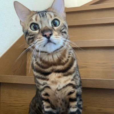 toyotoyo0225's profile picture. VALORANTとLOL！！！
おじさんで反射神経おわってます