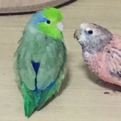 インコ6羽・文鳥3羽・チンチラ・モルモット・ジリス・人間と暮らしています🐥お鳥様命💖