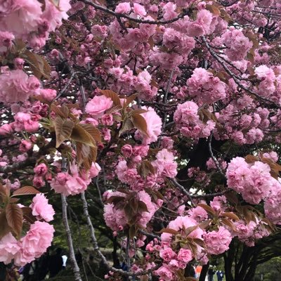 倶利伽羅 だいたい受けに情緒がないから カエルの卵みたい ウシガエルの卵見たことある って言いながらタピオカもっちゃもっちゃしてそう シュッとした攻めの顔がチベスナ顔になるやつ