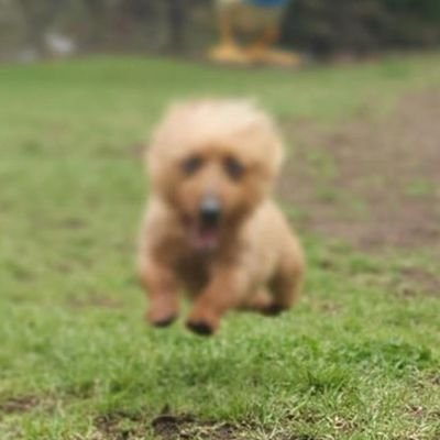 nickcapp's profile picture. Official Twitter account