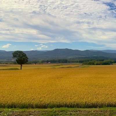 stonepeaks332's profile picture. #玉置浩二　#森恵　#藤井風　#荒木飛呂彦　#GIANTS　#シェイクスピア