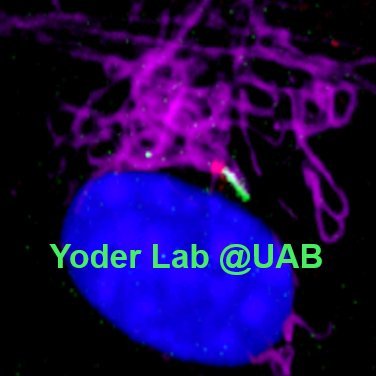 Research lab @UABCDIB interested in ciliary signaling, cystic kidney disorders, and development. PI: Bradley K. Yoder, PhD email: yoderlab@uab.edu