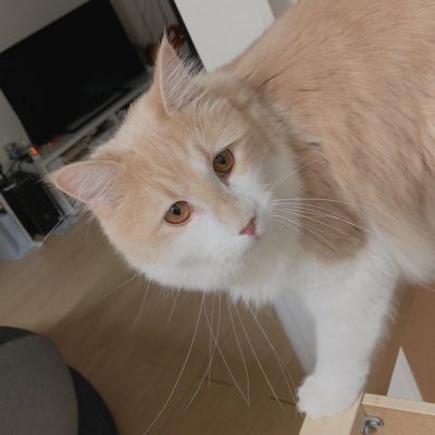 いぬさんのプロフィール画像