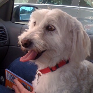 mollimandy's profile picture. 