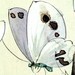Accessories and clothing inspired by nature. Lots of butterflies and flowers, along with some nice original vintage items.

Accessori e vestiti fatti a mano.